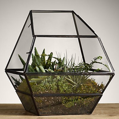 TERRARIUM FÜR PFLANZEN